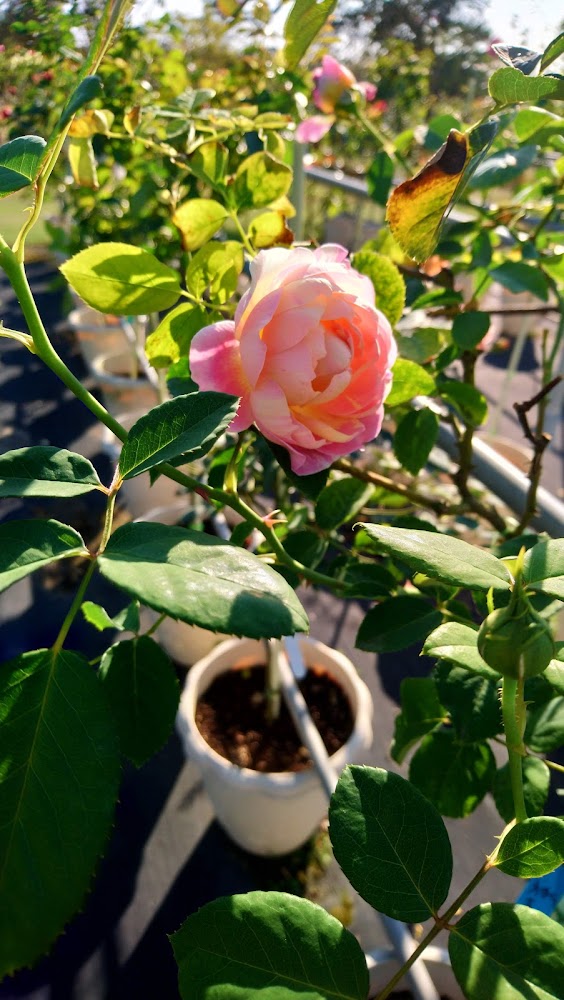 小份尾幸福田粉橙色玫瑰花近拍