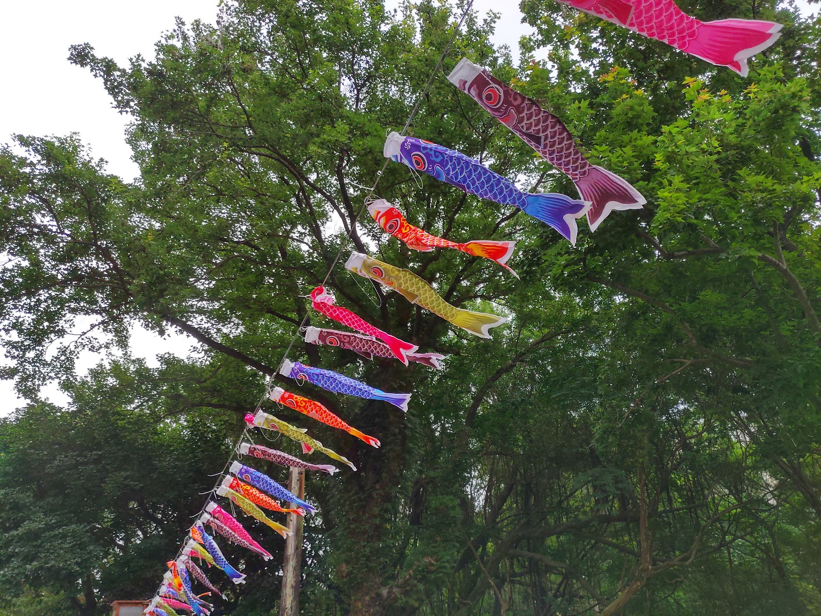 北投公園彩色鯉魚旗飄揚