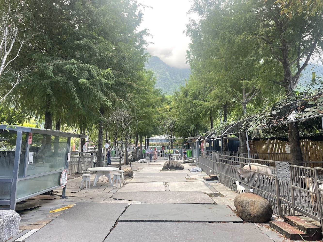 戶外農場步道兩側綠樹成蔭，右邊柵欄內有羊與小羊