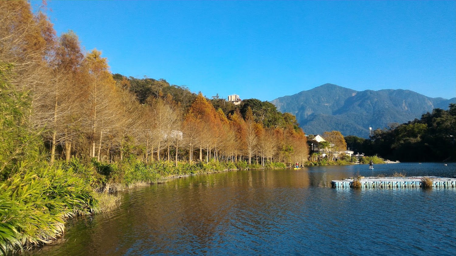 湖邊落羽松與山景藍天自然景觀