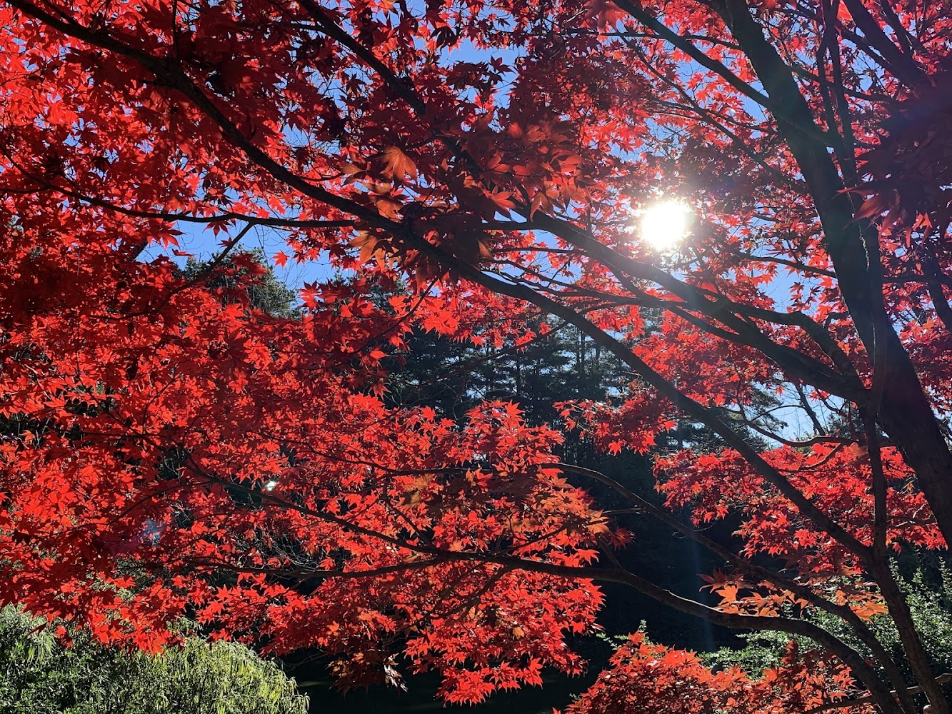 鴛鴦湖鮮紅楓葉與藍天景致
