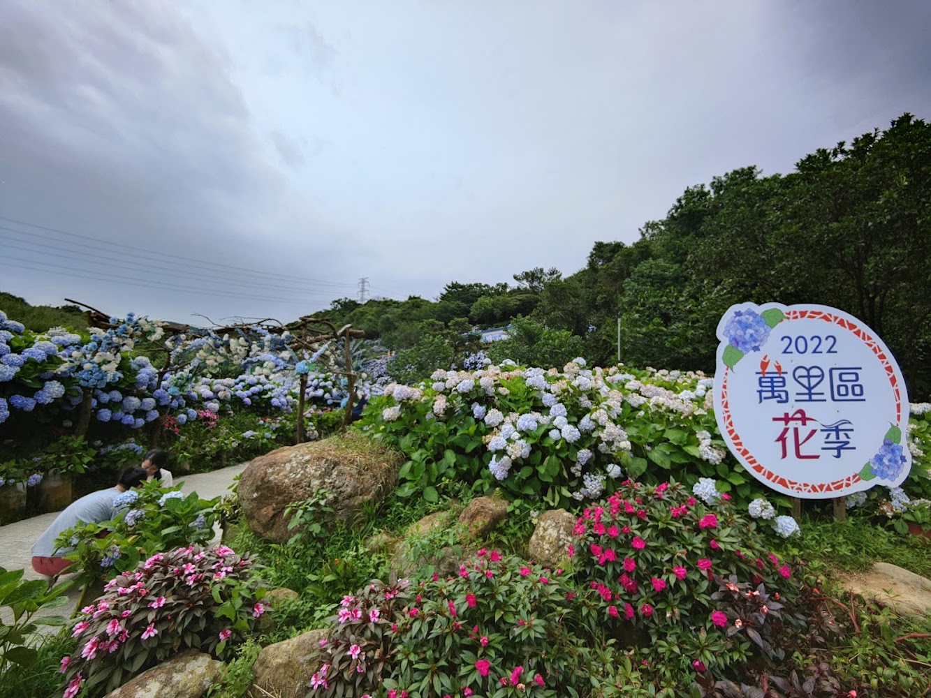萬里區花季現場與遊客拍照景象