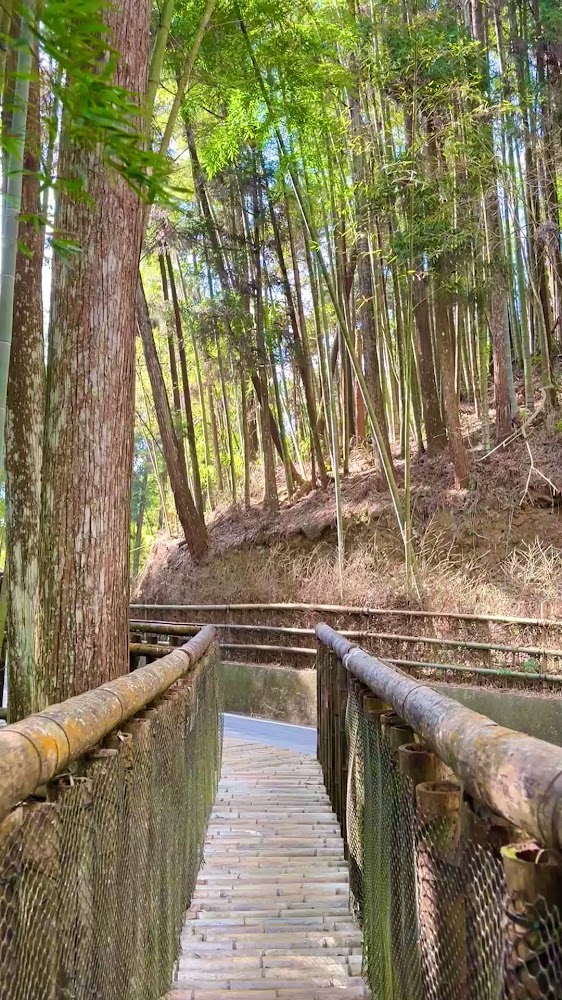 五元兩角竹林步道自然景色