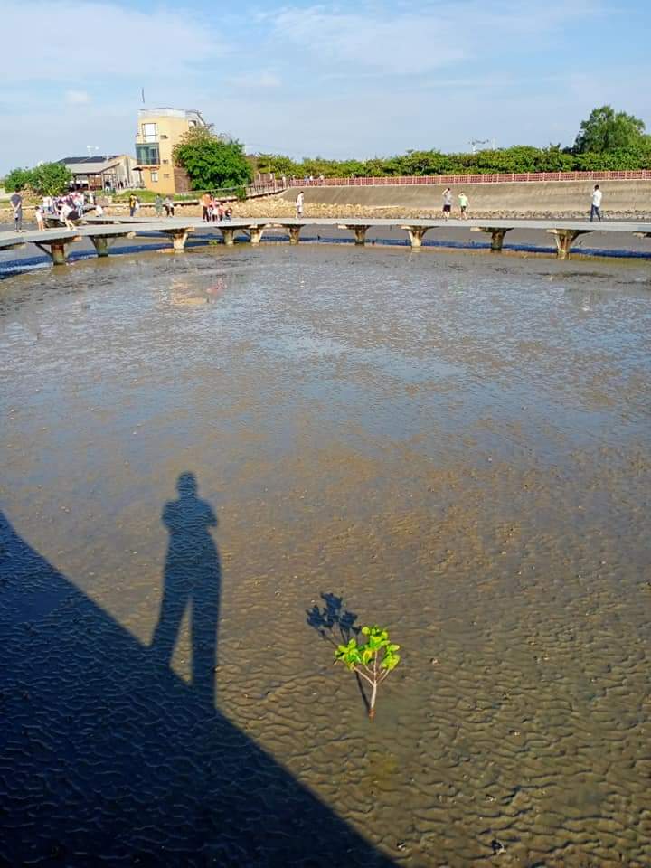 泥灘地上的小樹苗與蜿蜒木橋遊客