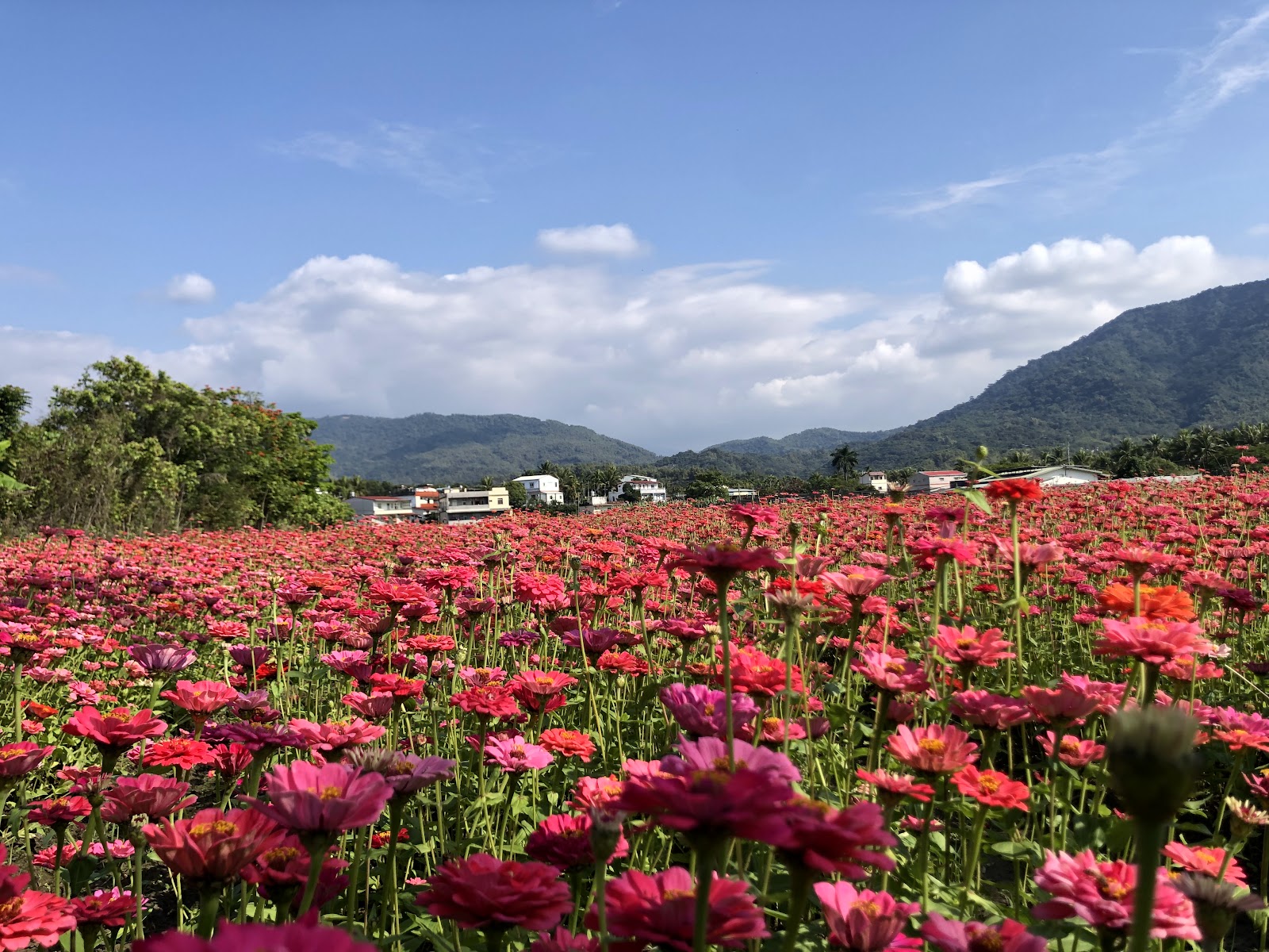 高雄杉林花海大片百日草，火紅粉紅色彩，背景青翠山丘藍天白雲