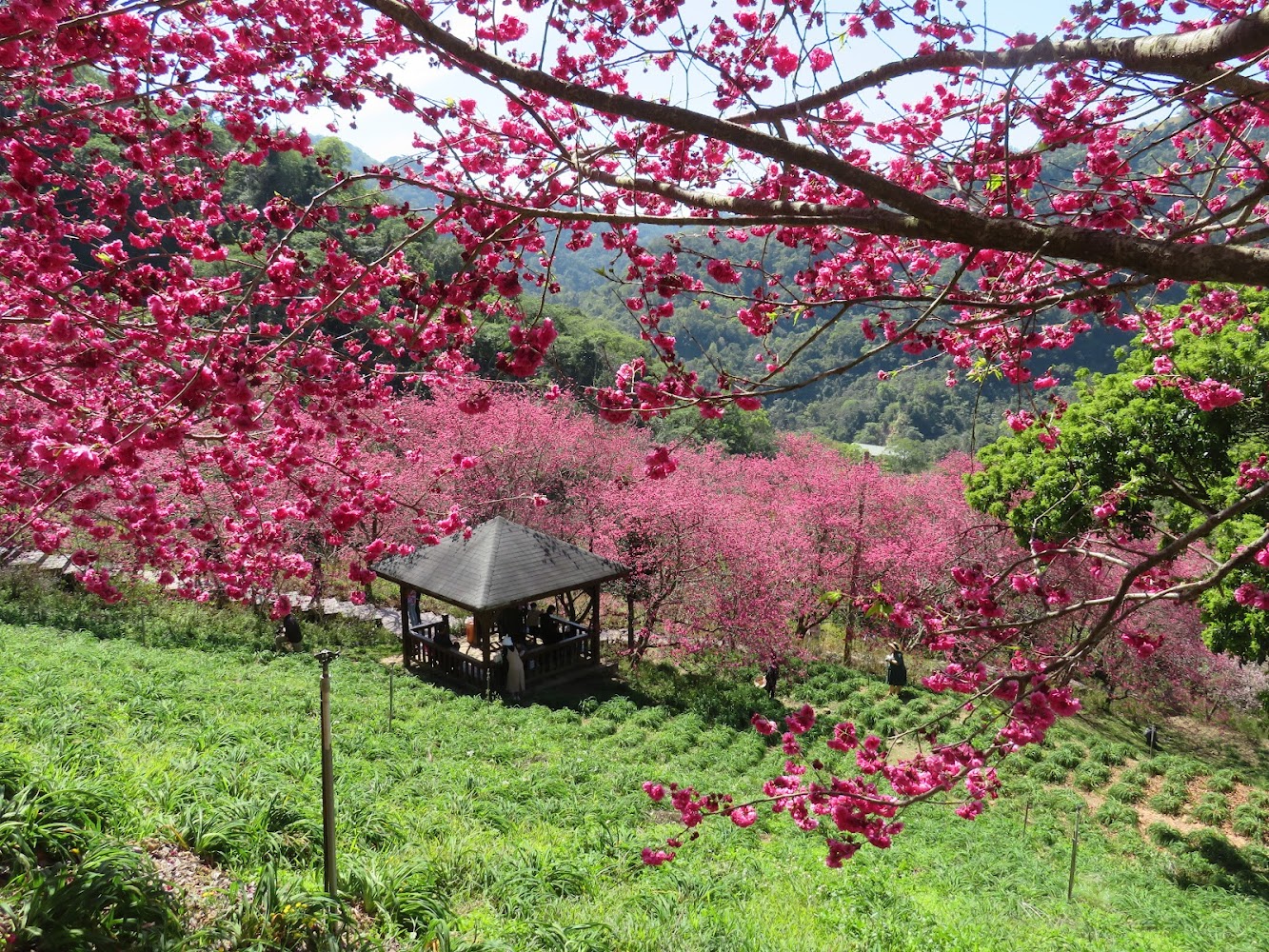 櫻花樹與山坡涼亭