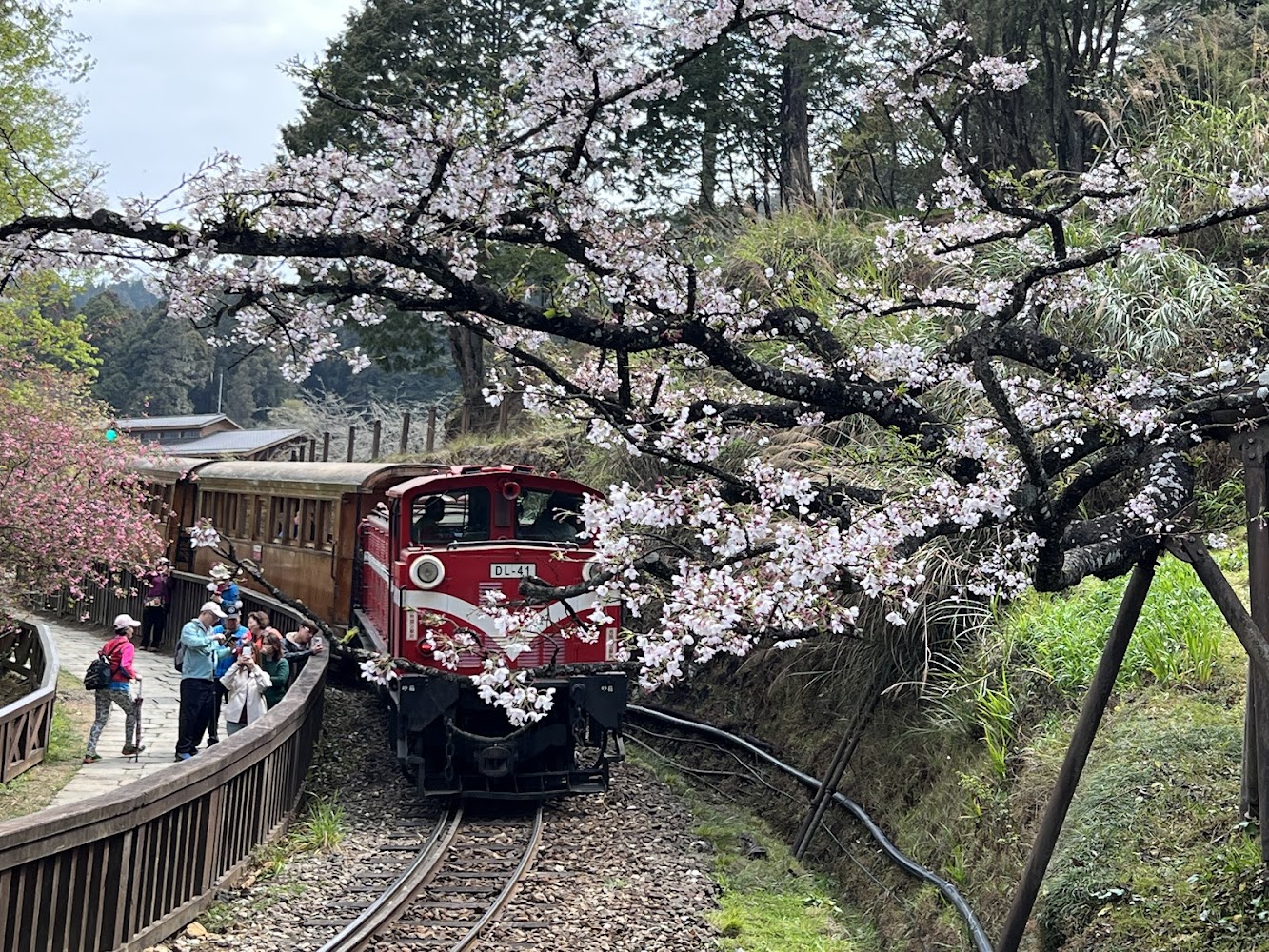 阿里山櫻花鐵道盛開櫻花與紅色火車