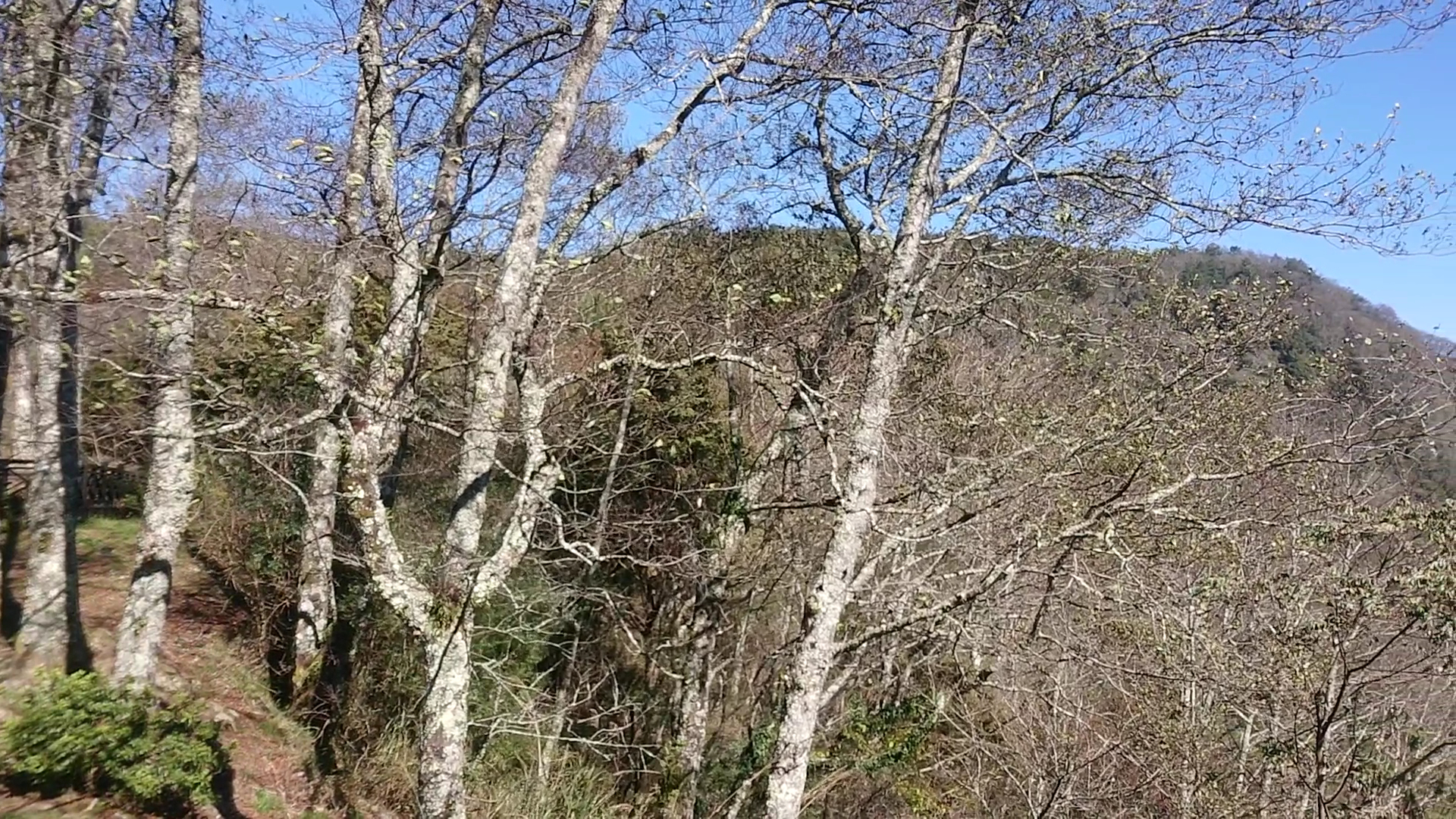 稀疏樹林與藍天遠山的寧靜景色