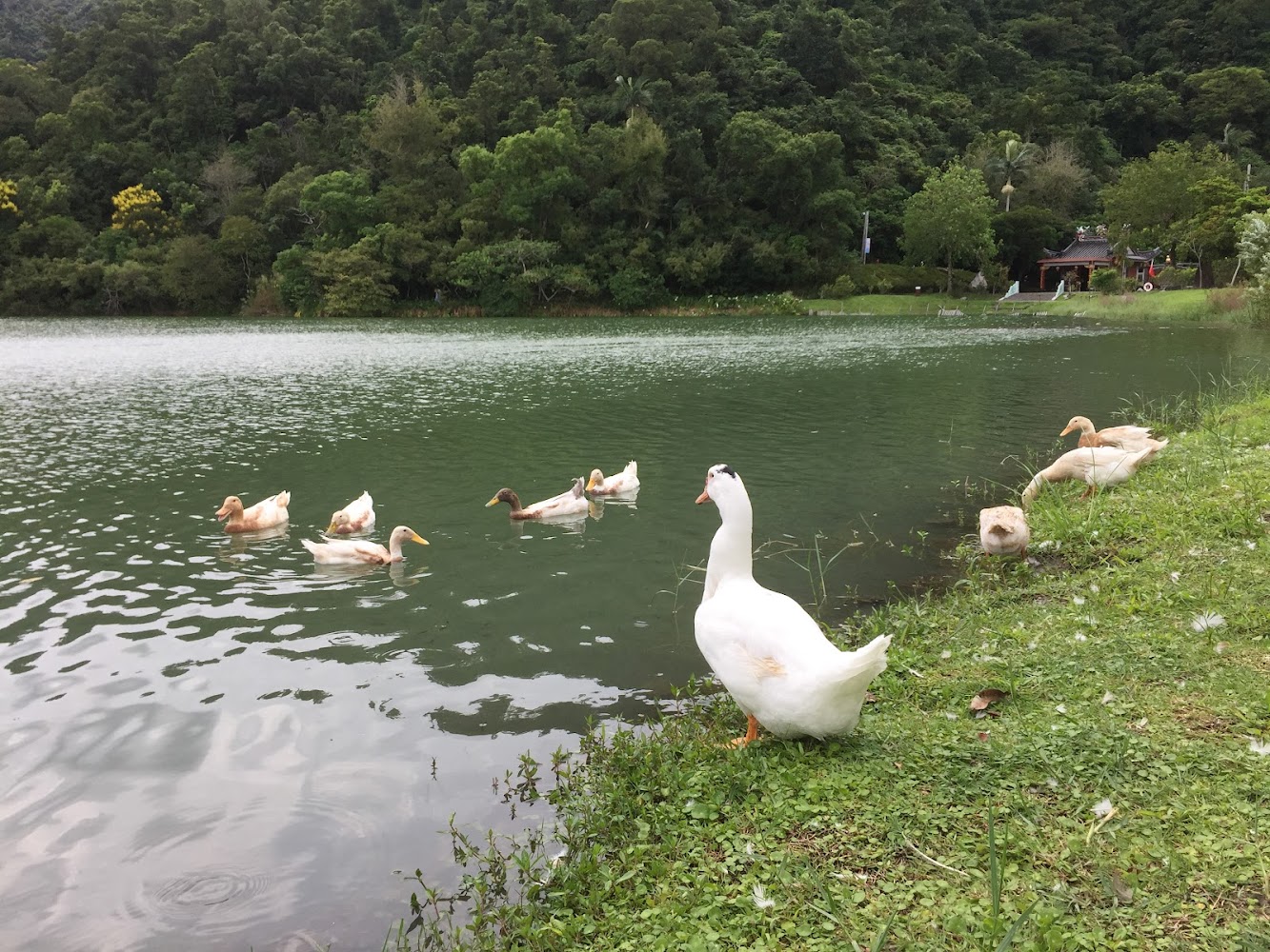 梅花湖鴨群景色