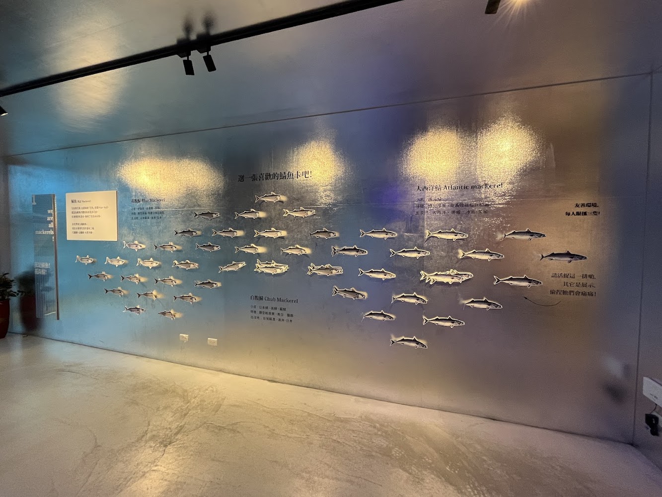 大鯖魚夢工廠魚類展示牆