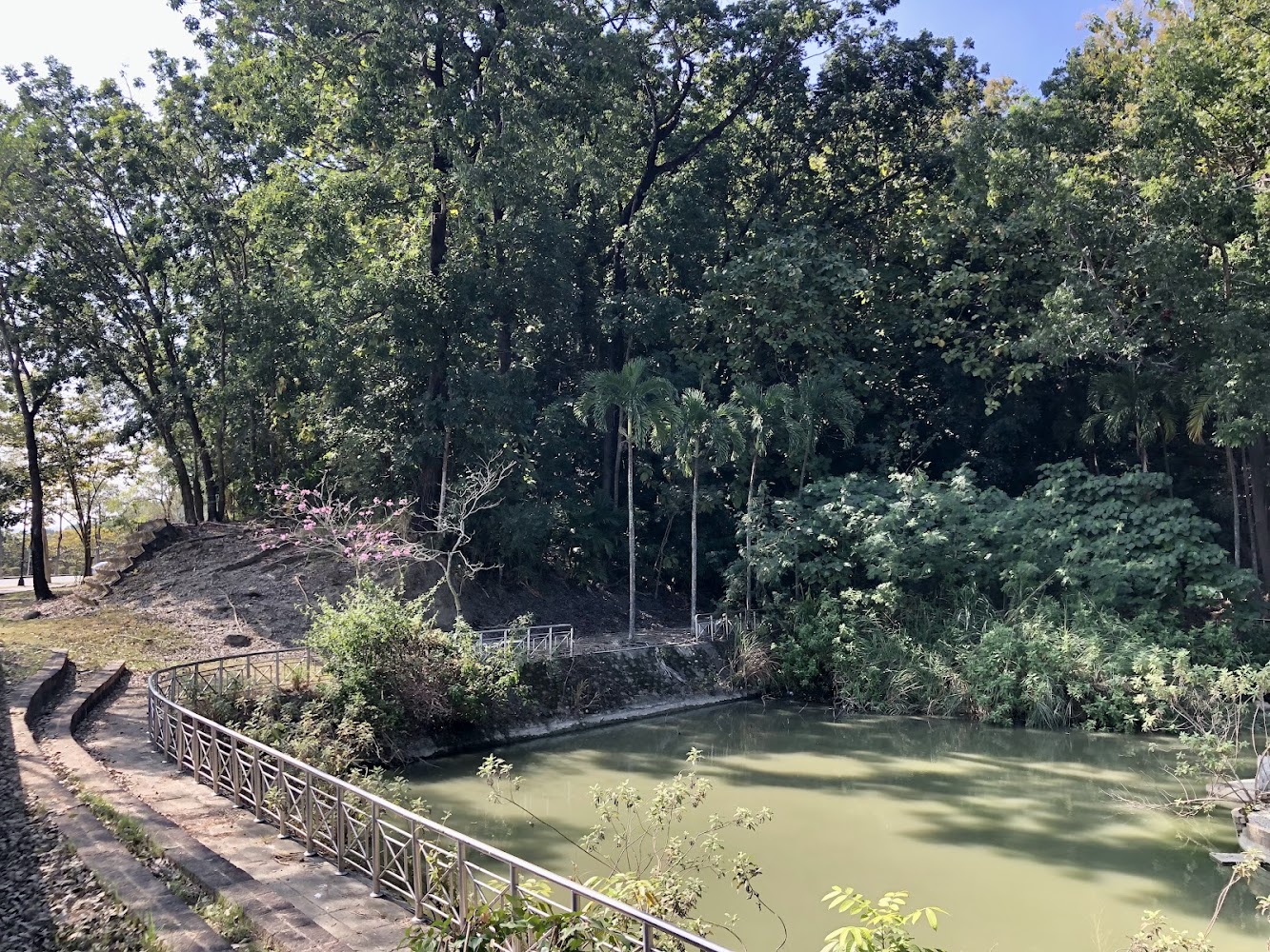 幻濂湖樹林與池畔步道