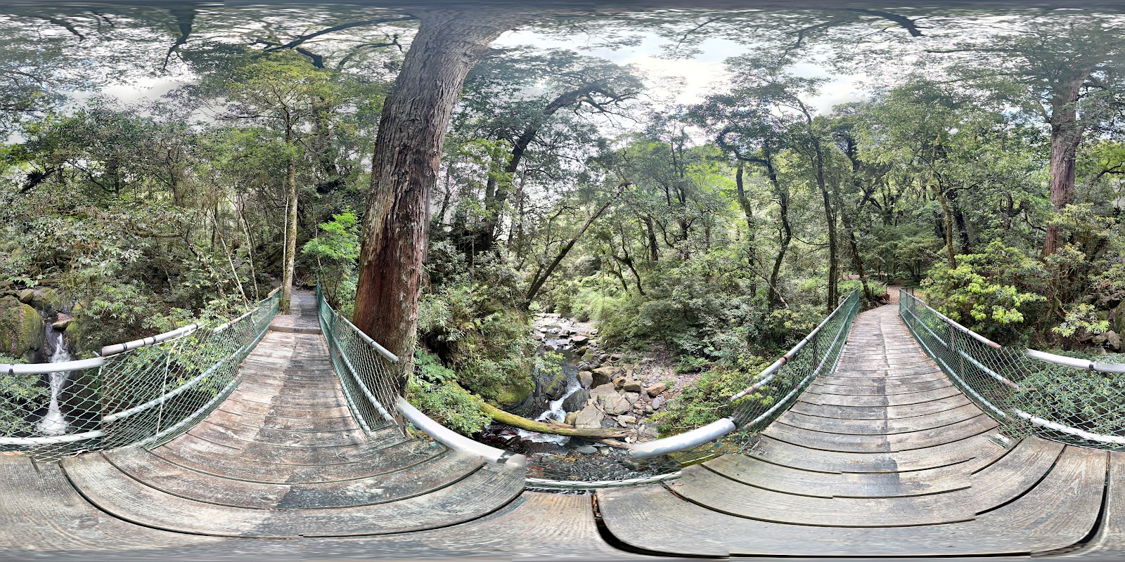 司馬庫斯巨木步道360度全景，木板吊橋橫跨溪流，兩側都是濃密原始森林，中央一棵巨木挺立