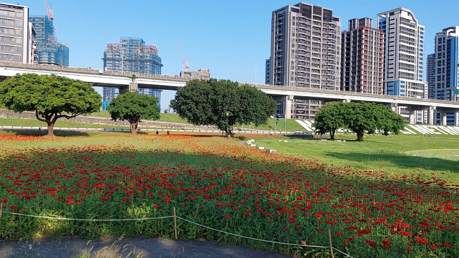 幸福水漾園區紅色花海
