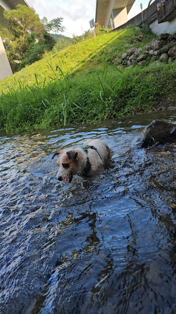 下坑子口溪親水遊憩區毛孩戲水畫面
