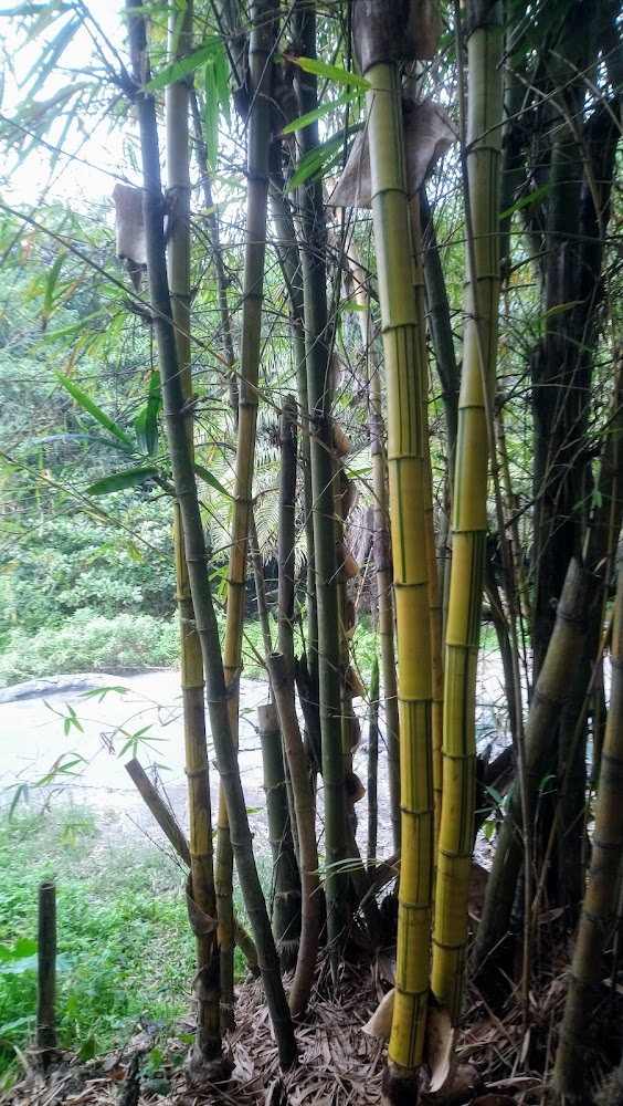 茂密竹林與地面竹葉