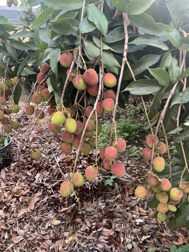 樹上成熟的紅綠色荔枝