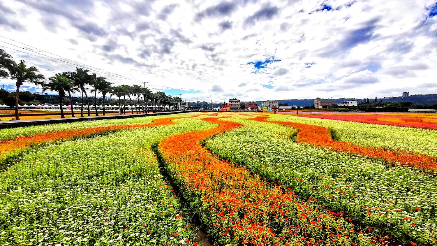 桃園花彩節波浪狀花田與棕櫚樹景觀