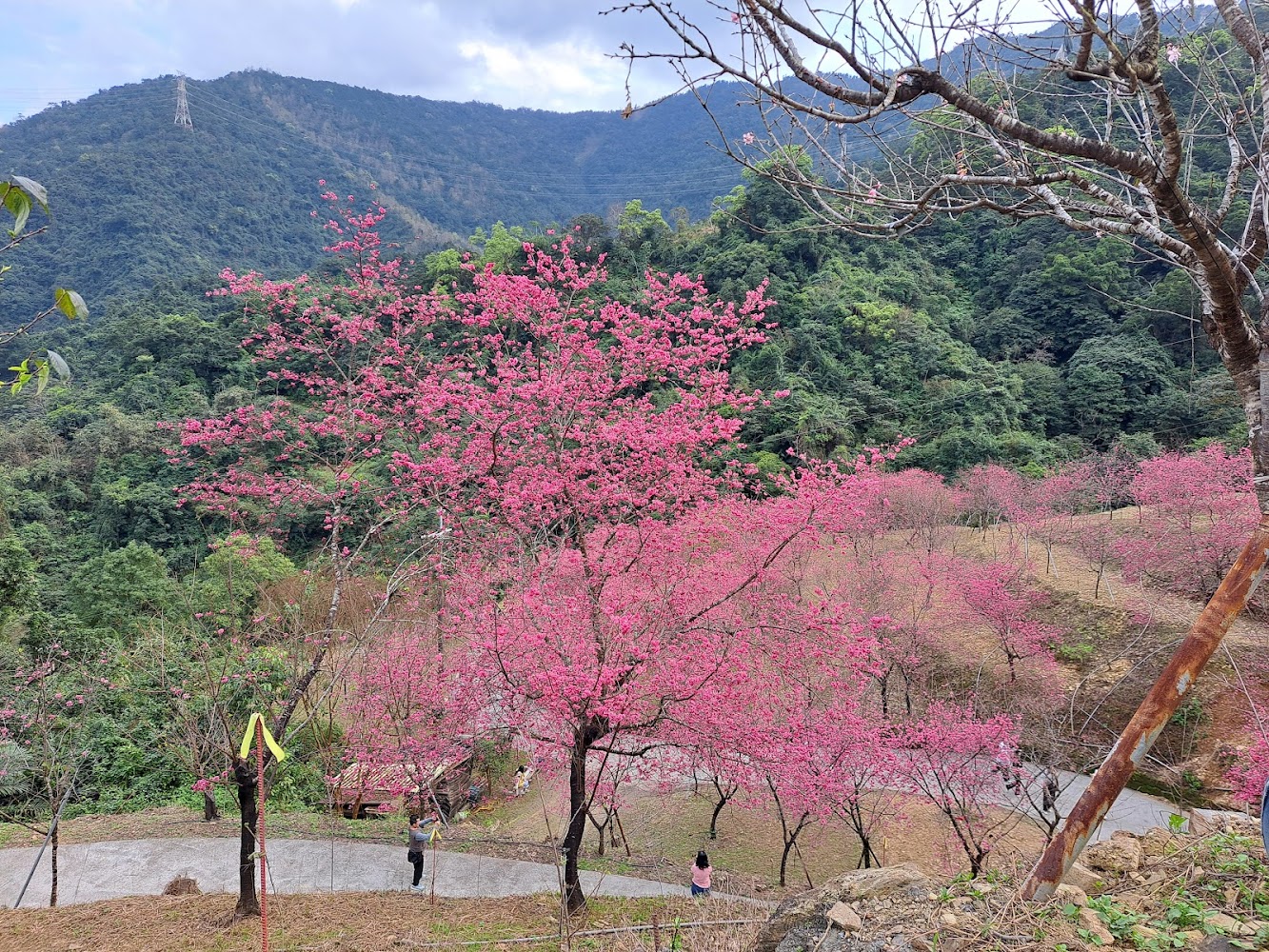 松櫻秘境山坡櫻花盛開景色