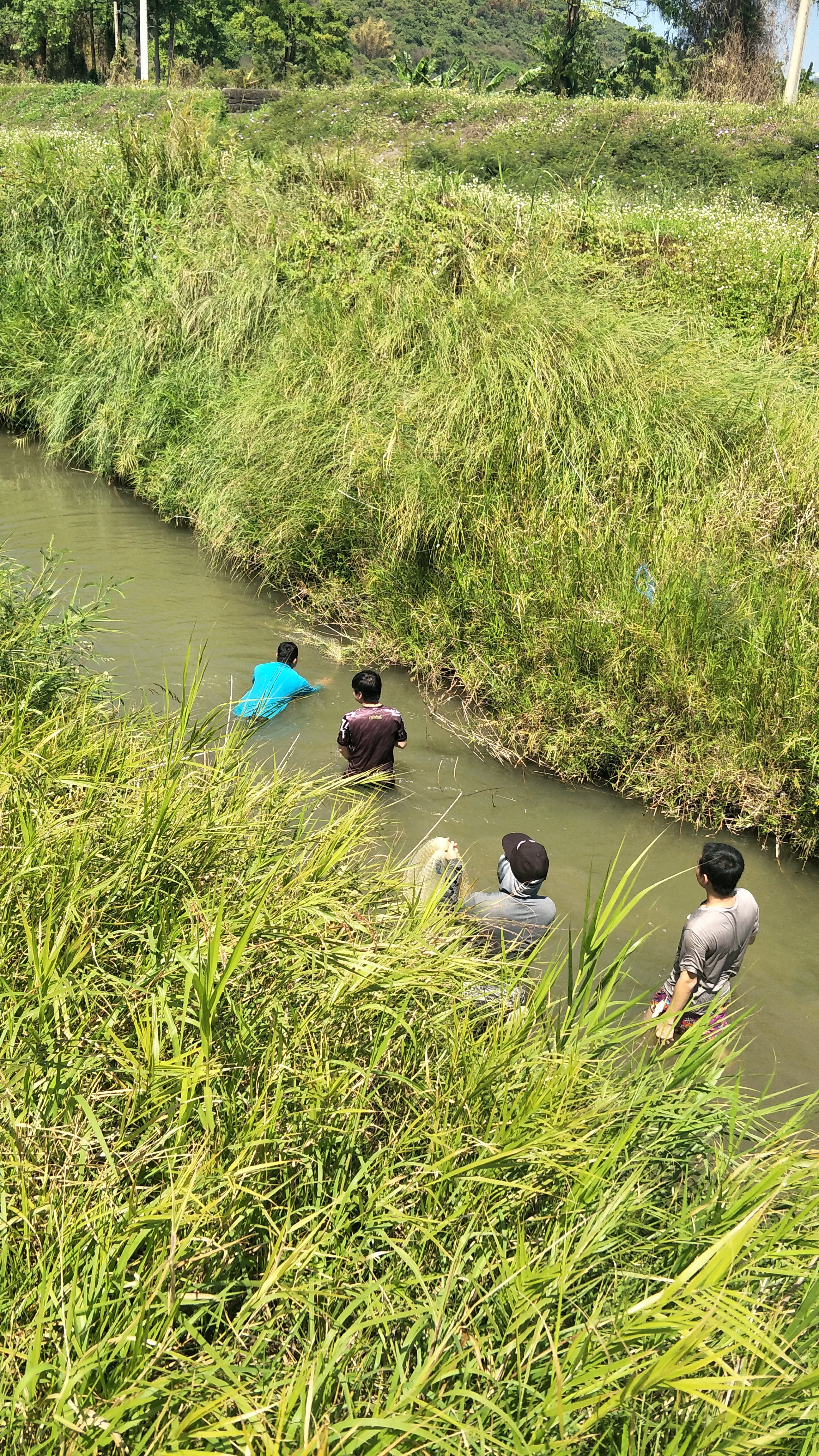 五個人在小河裡涉水而行，兩岸綠意盎然