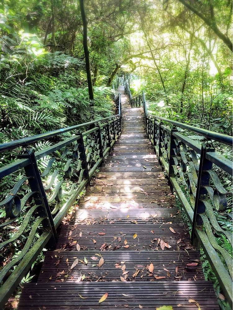 和美山林間木棧步道