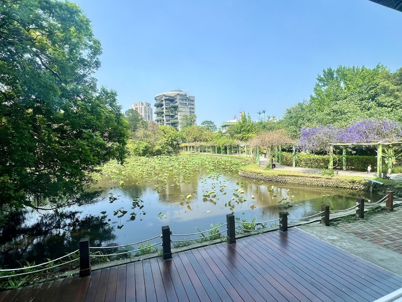 蓮花池旁有木棧道與步道，周圍綠樹環繞