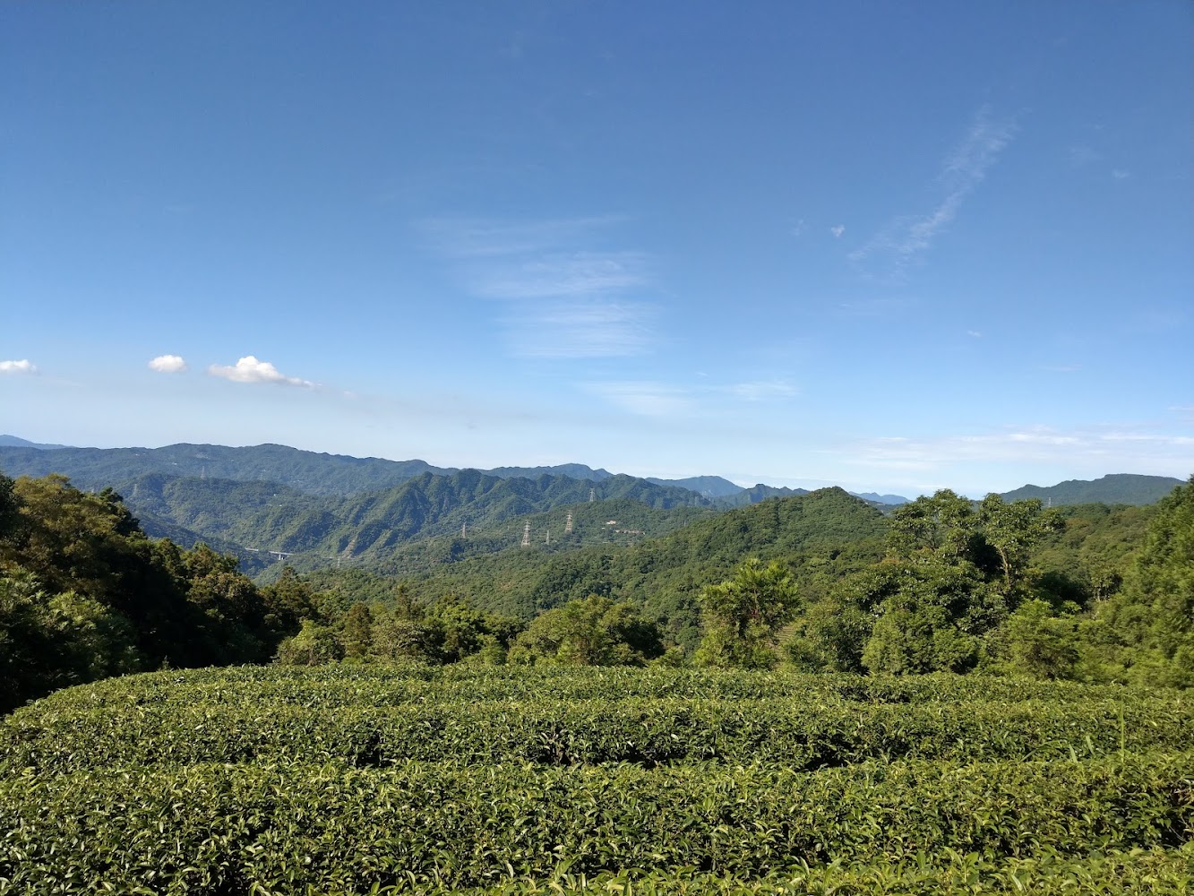 整齊茶園與遠山風景