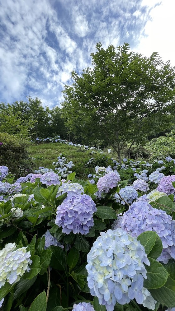 太麻里山區繡球花田景色