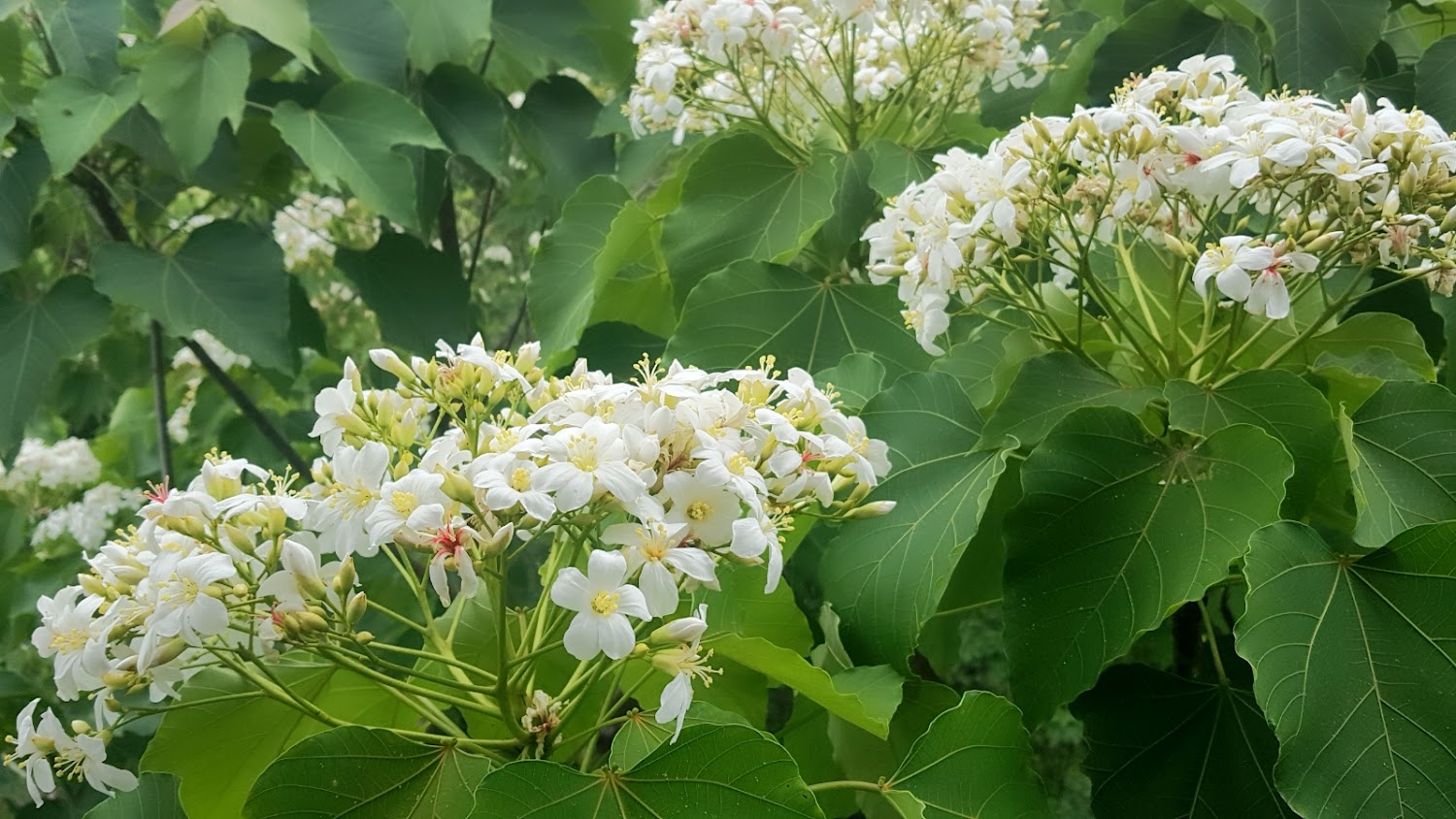 盛開的白色桐花叢