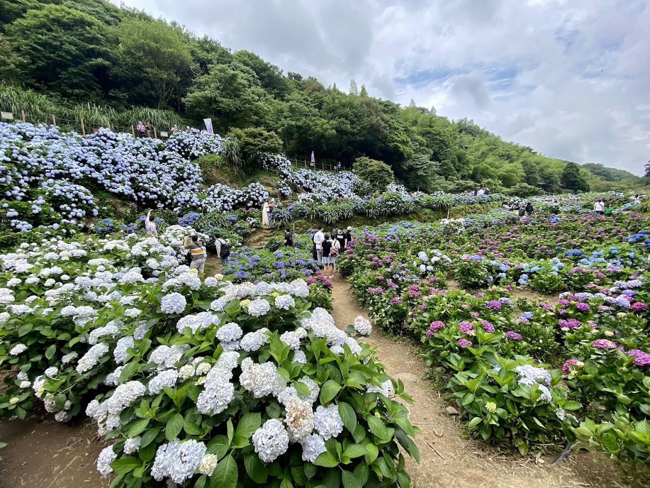 高家繡球花田水車寮第一園區花園景觀