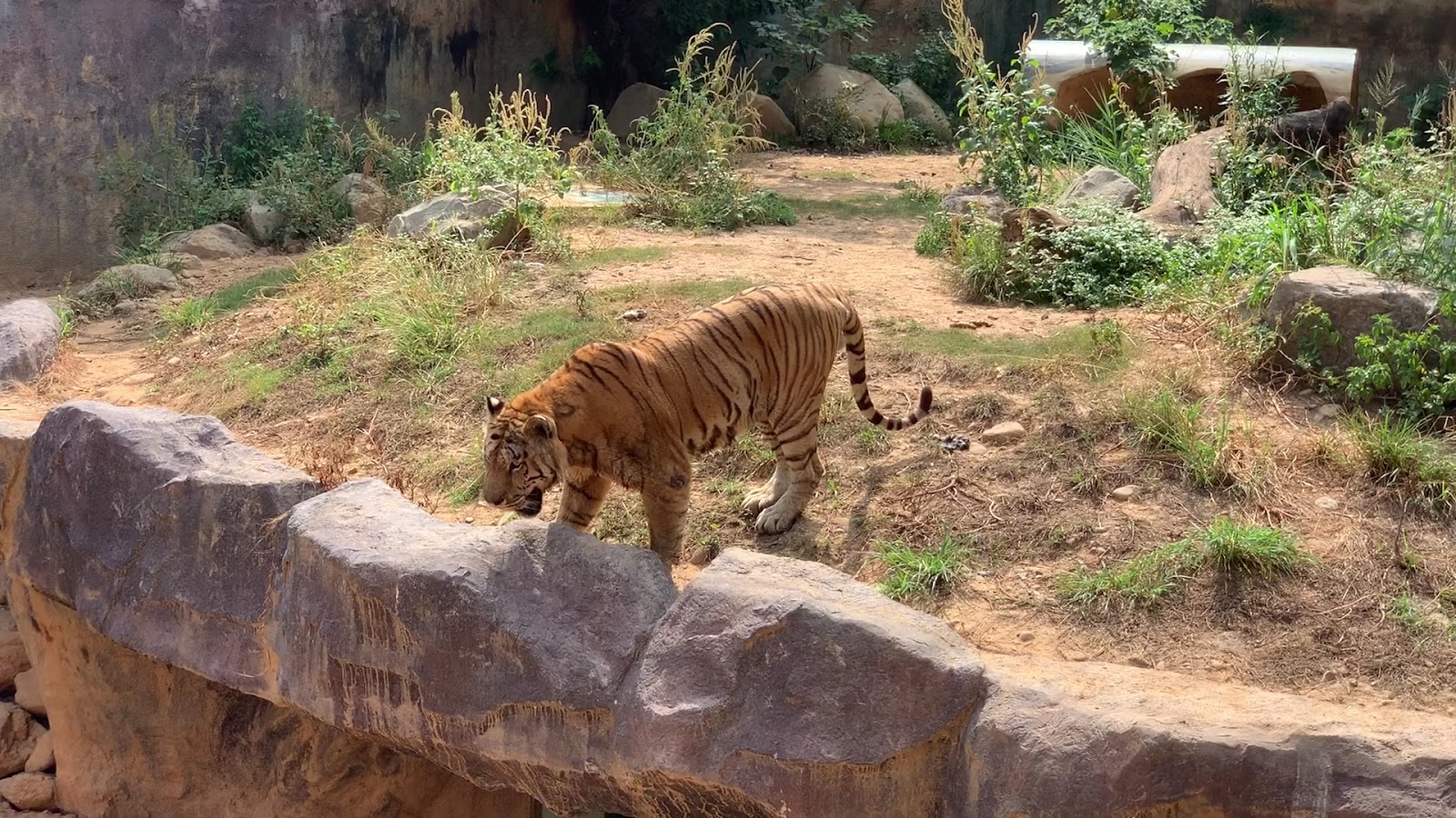 新竹市立動物園老虎展區，老虎在岩石旁漫步