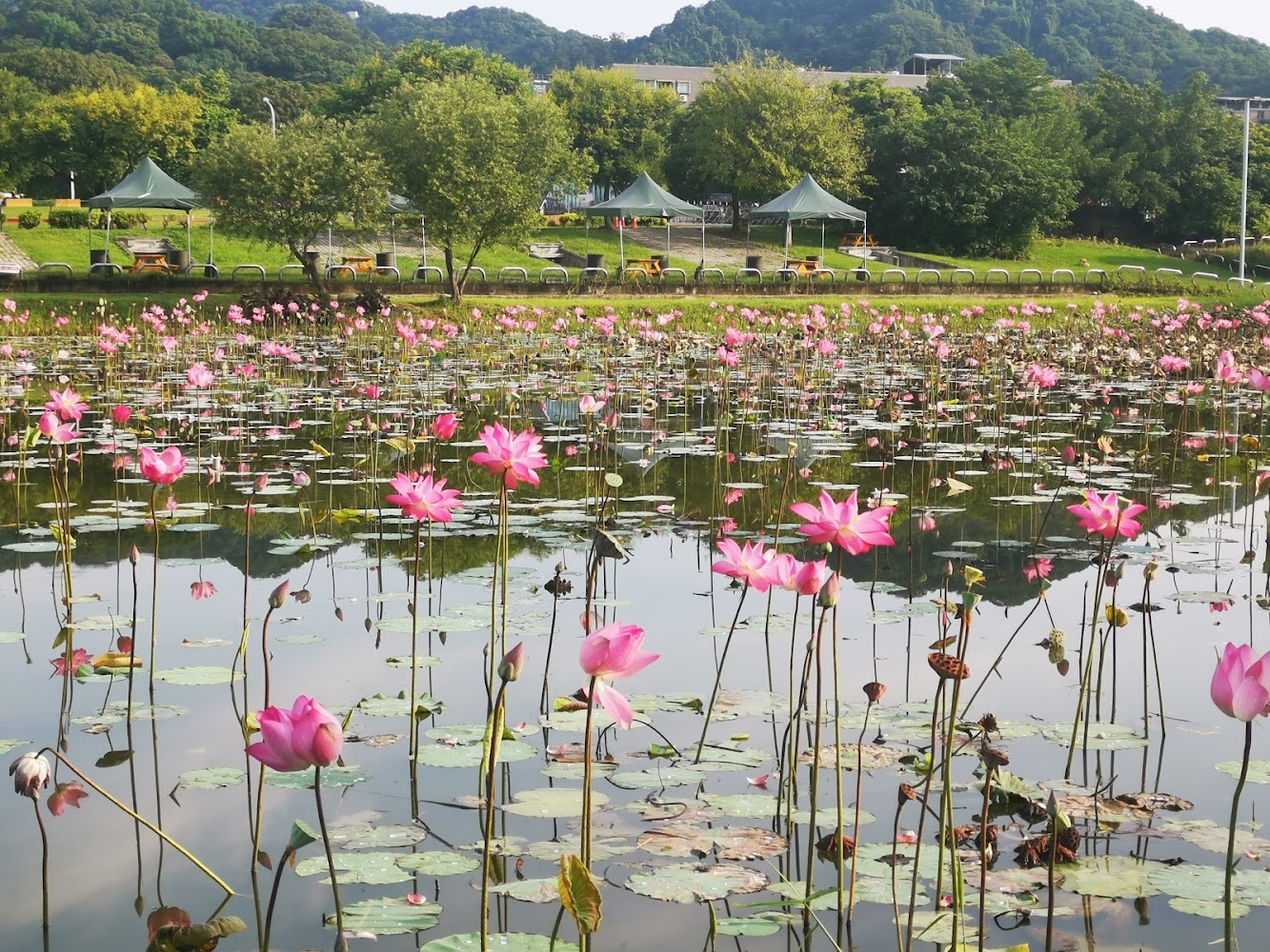 山佳河濱公園荷花池