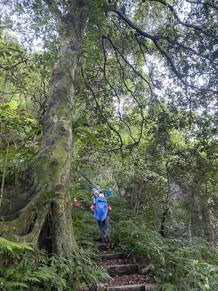 幾位登山客行走在森林石階步道上