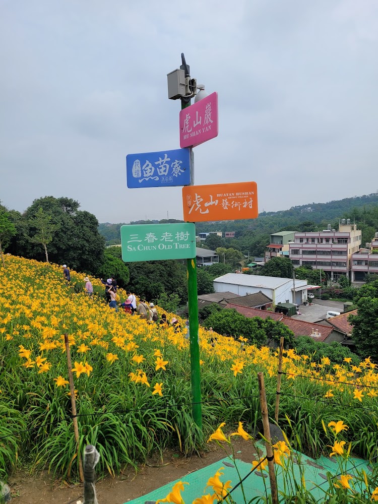 盛開的金針花田與指示牌，現場有許多遊客在花田中散步賞花