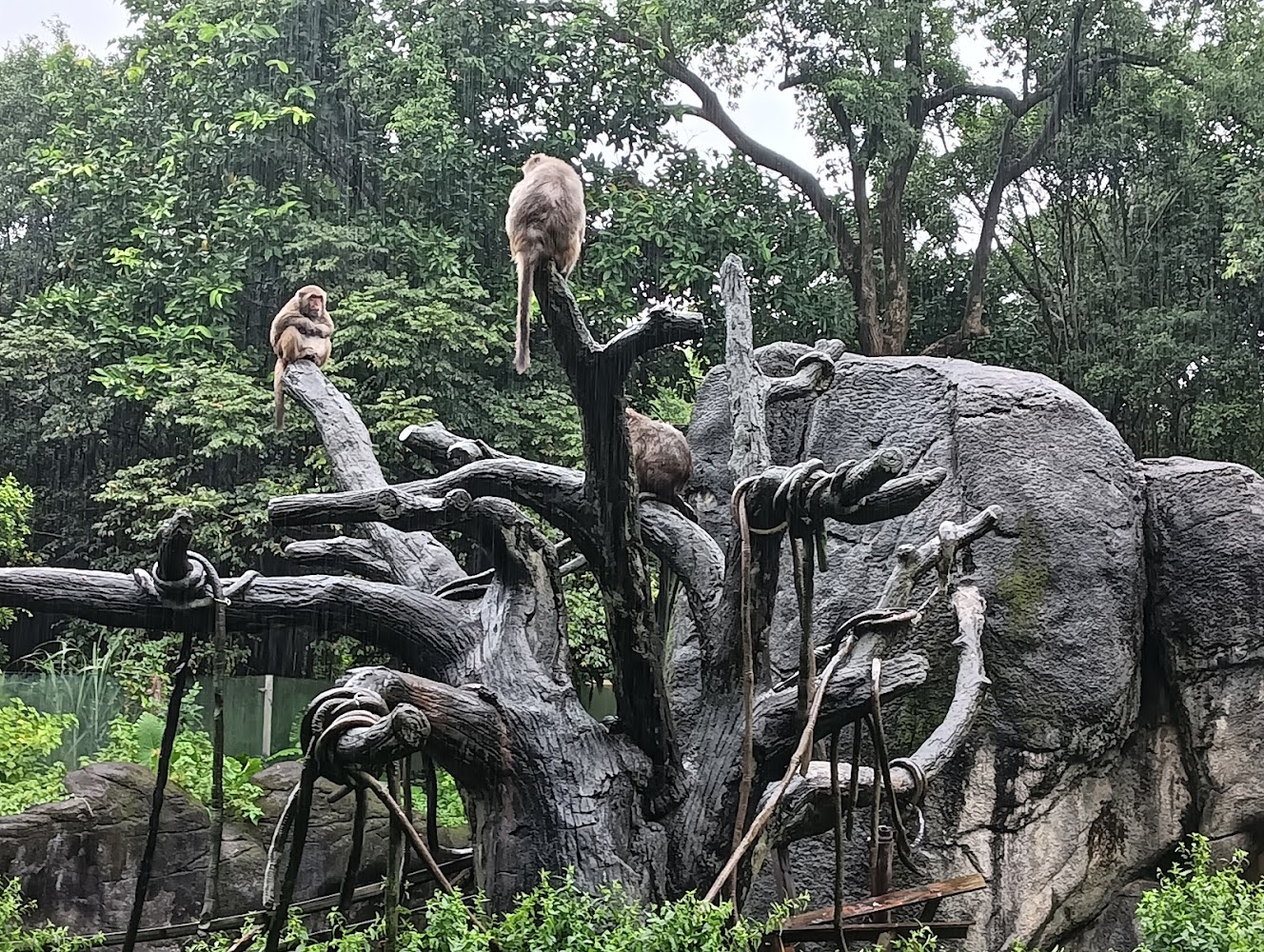 臺北市立動物園臺灣動物區猴類展示