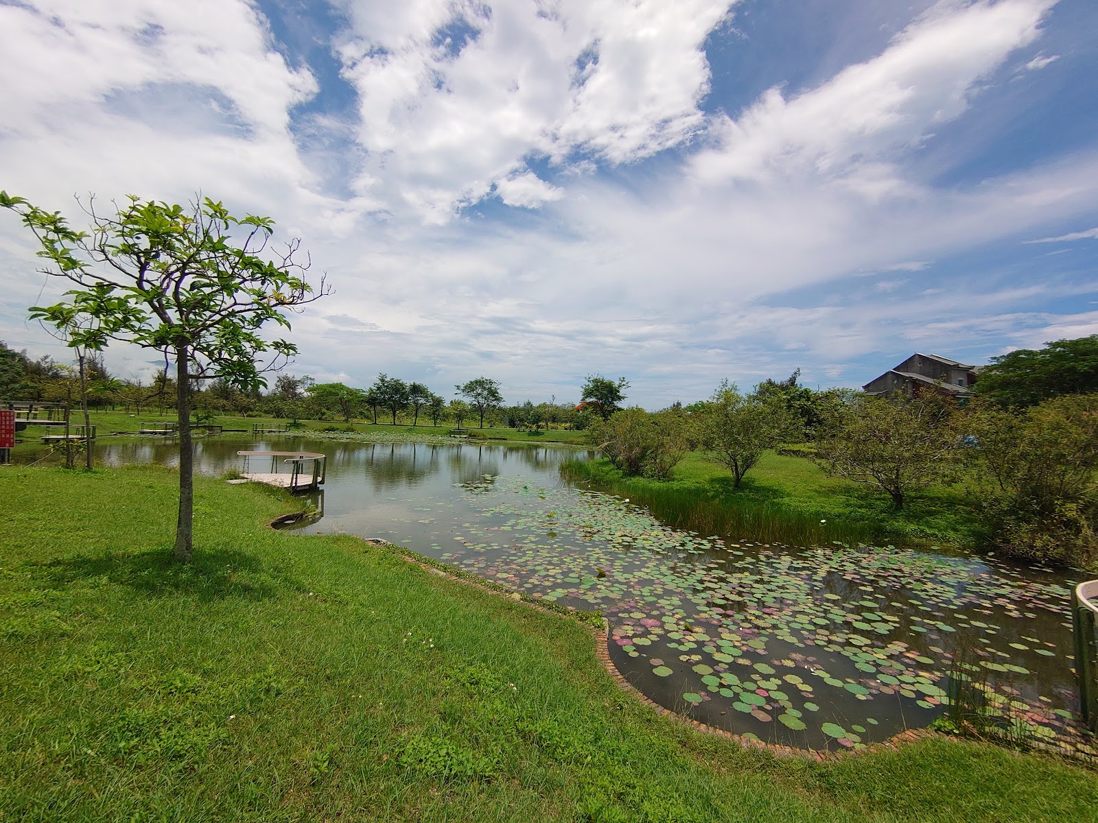 台東森林公園景觀池荷葉浮水面翠綠草坡藍天白雲