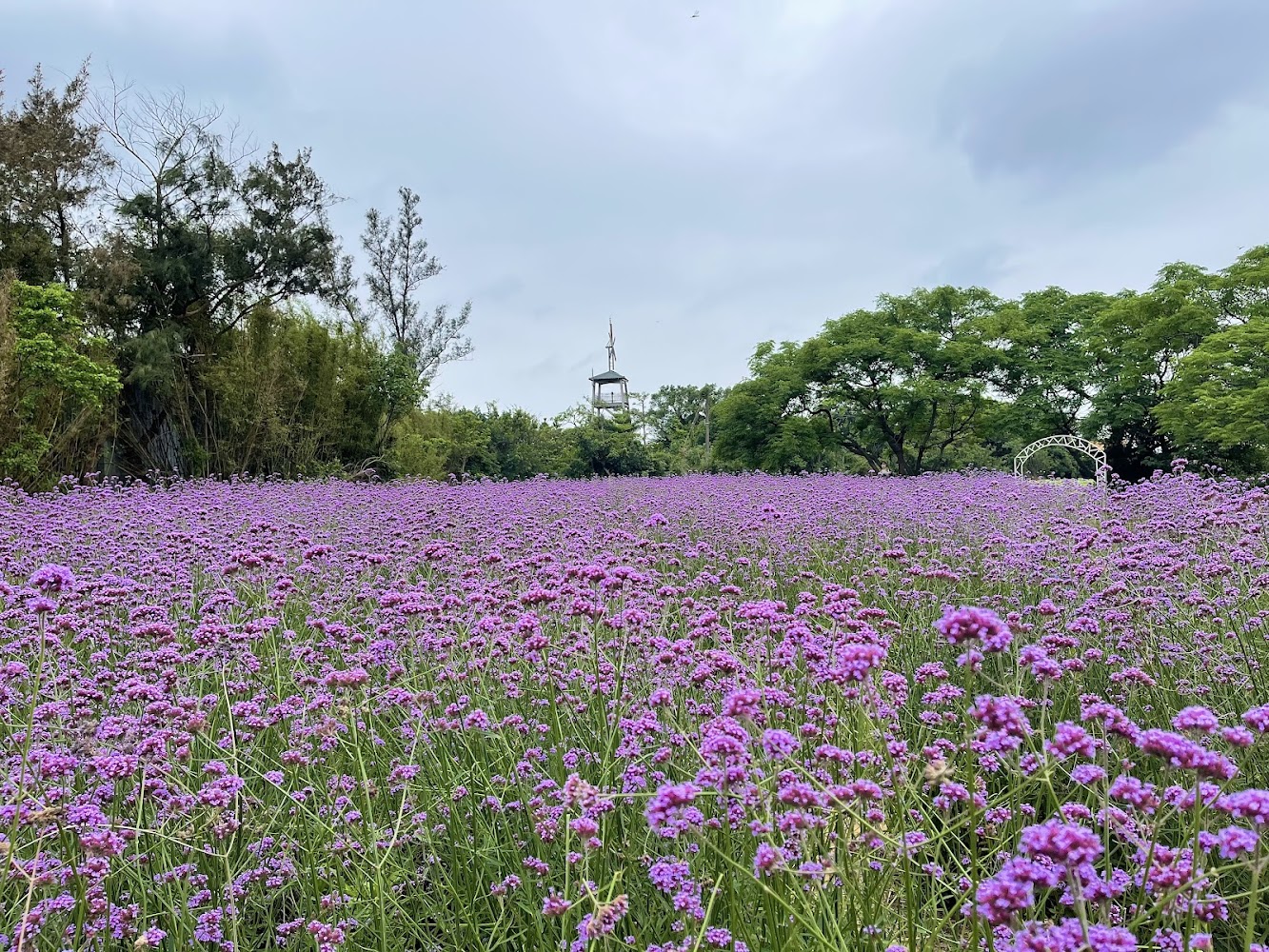 青林農場紫色花海與觀景設施