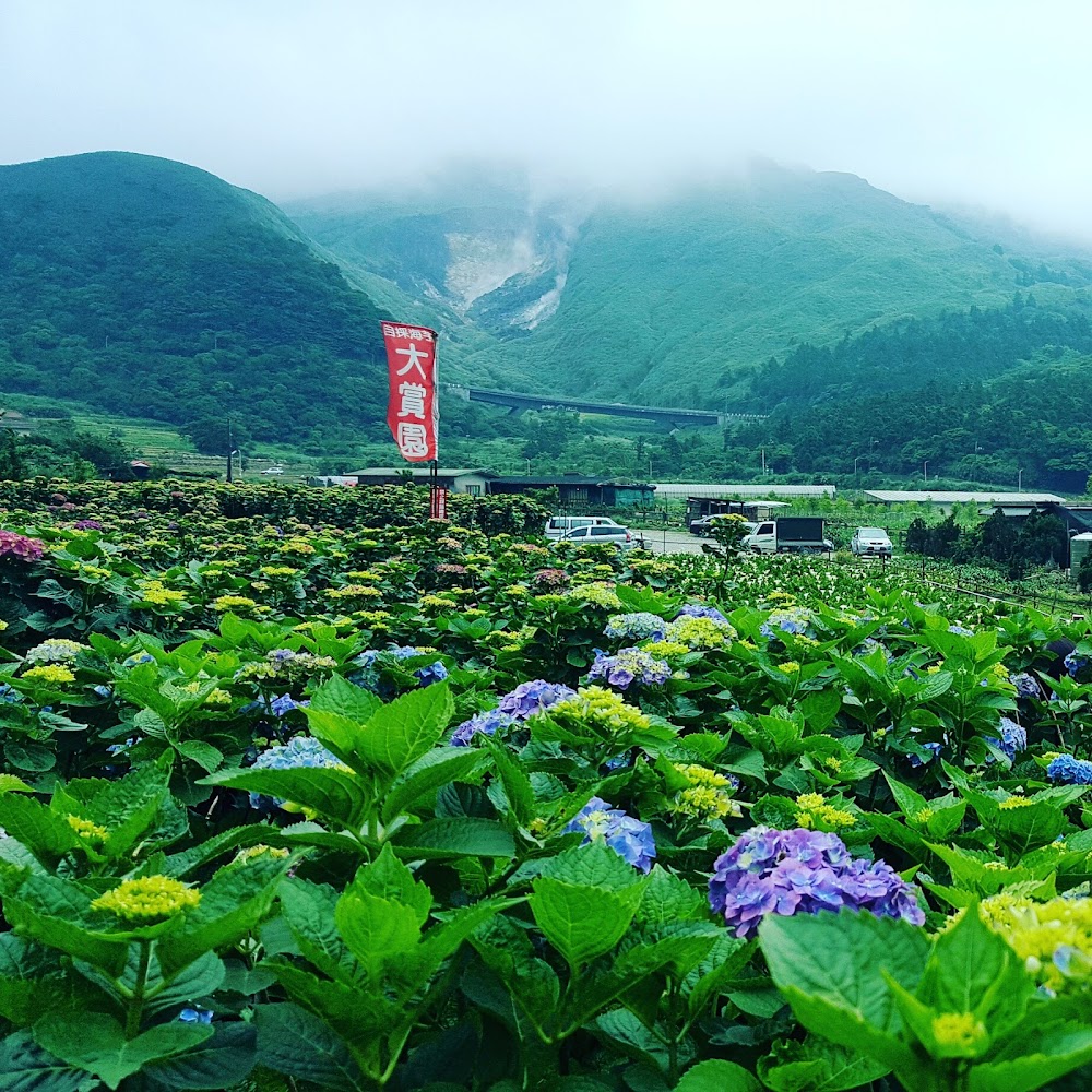 繡球花田與雲霧山景及紅色旗幟