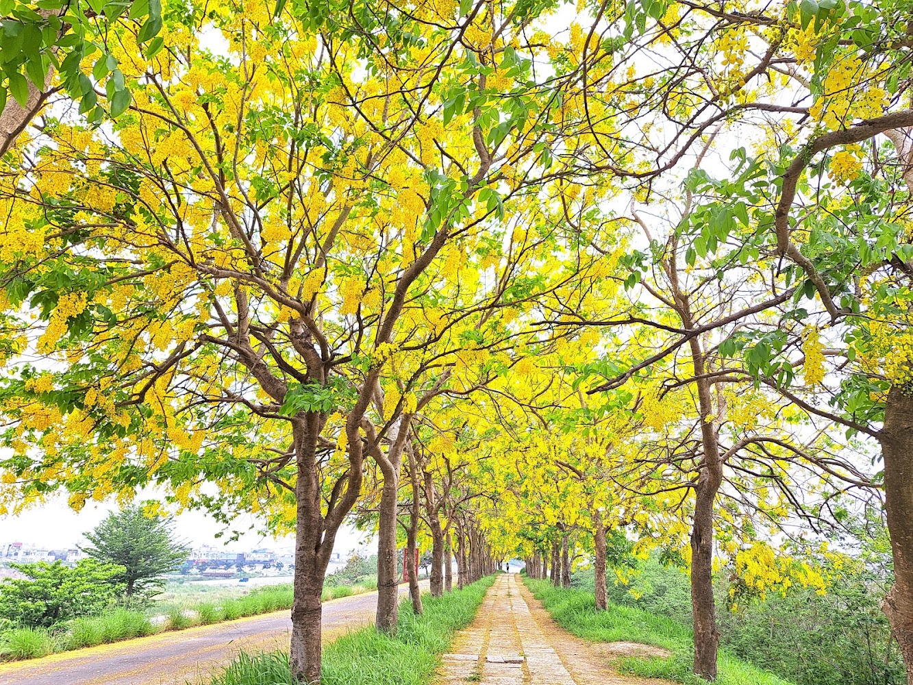 被黃花盛開樹木夾道的小路