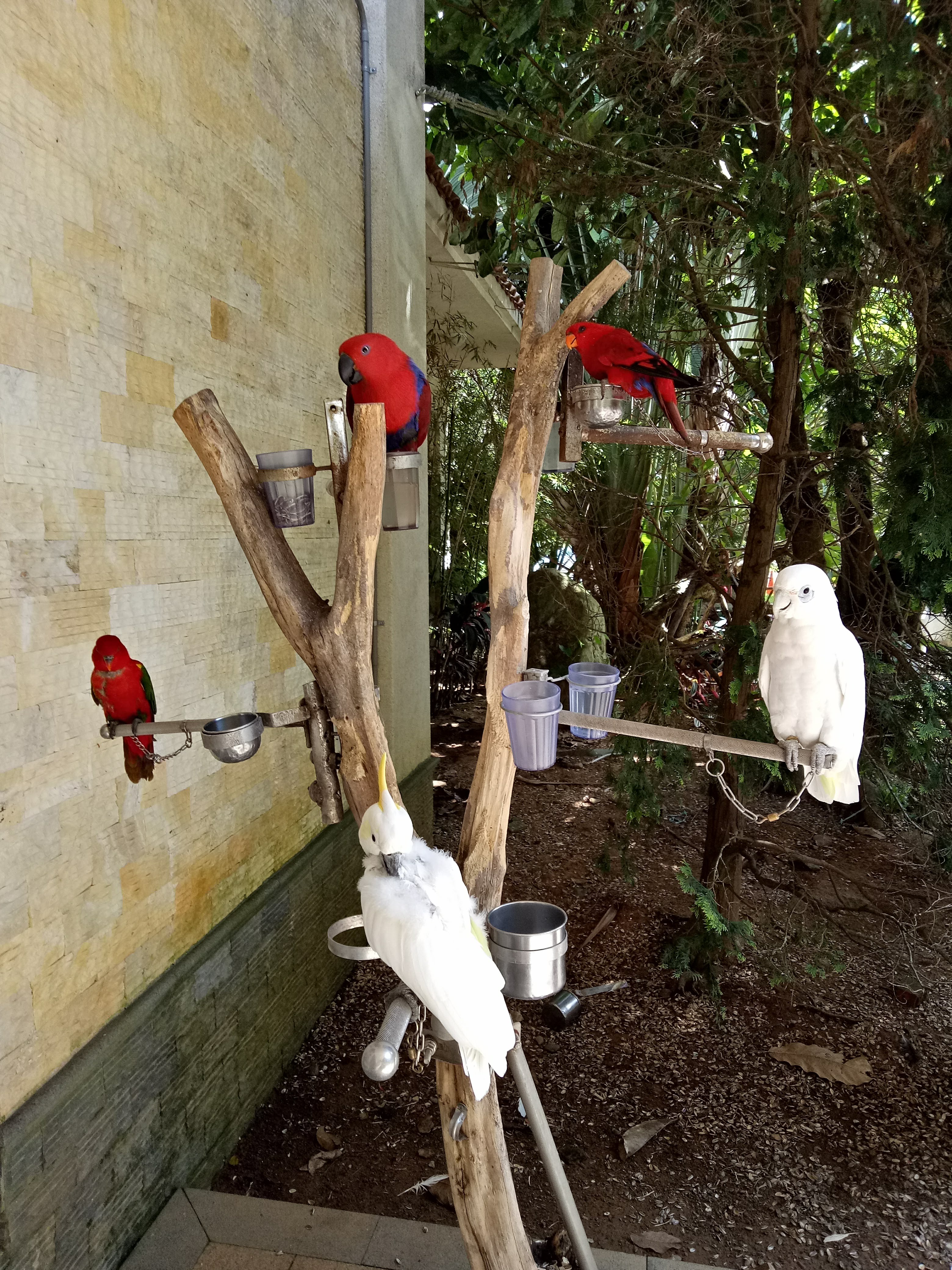 會來尖石溫泉渡假村園區中的鸚鵡展示