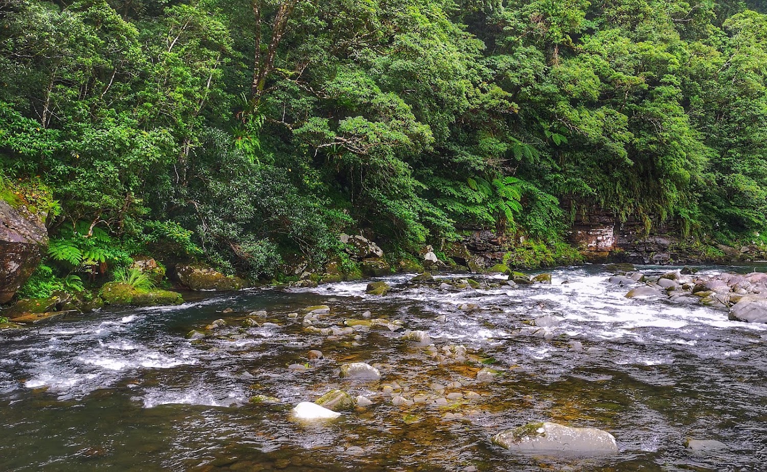 清澈小溪與茂密森林岩石