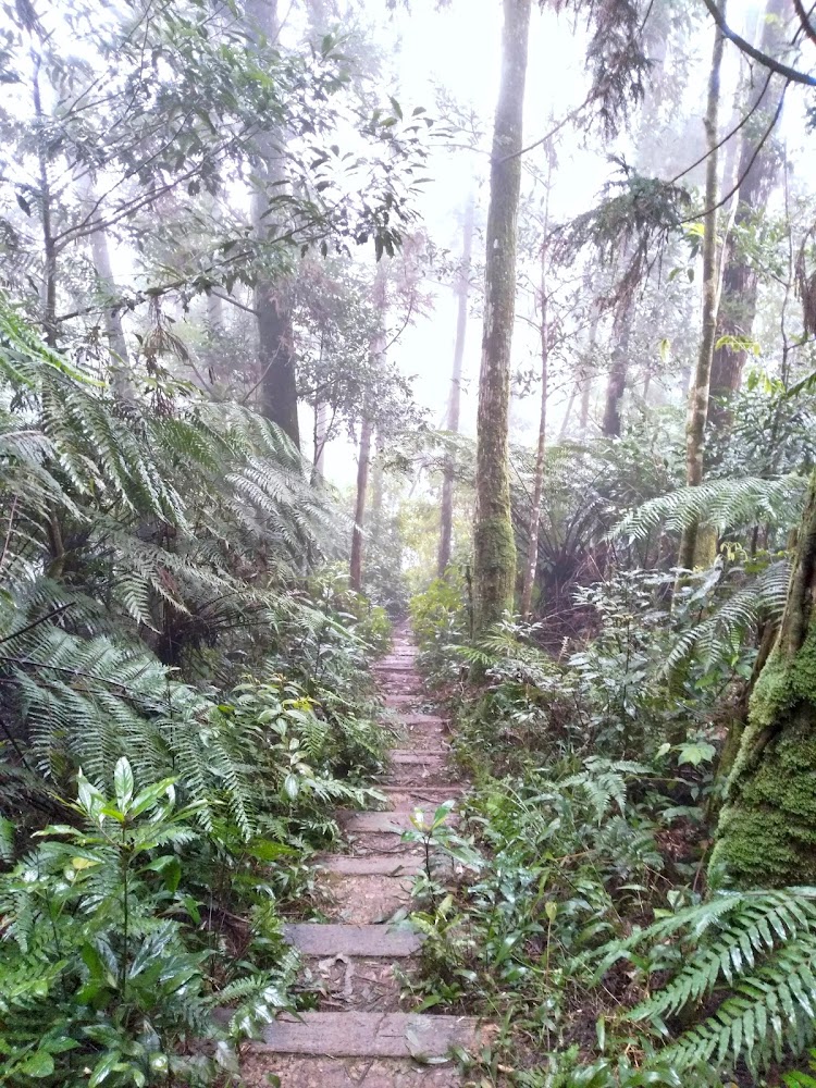 大刀山濃霧森林步道，兩旁為茂密蕨類與高大樹木
