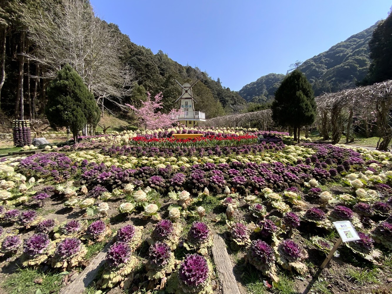 杉林溪花卉中心紫白花園與山林背景