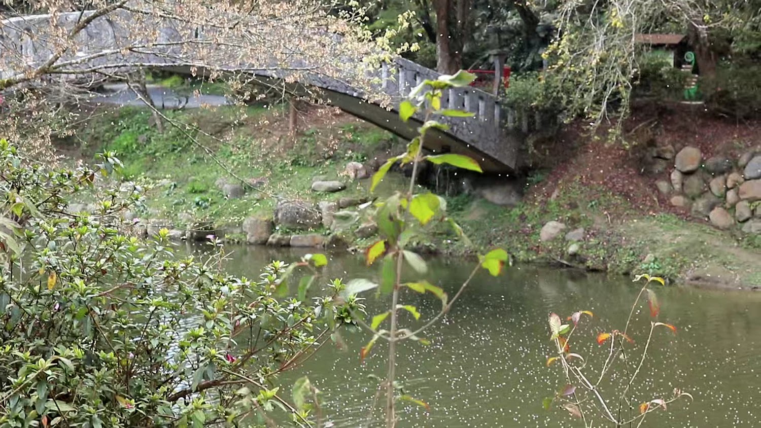 石橋橫跨小河與綠意樹木