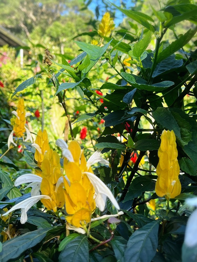 土虱頭觀景臺周邊黃蝦花與綠意庭園