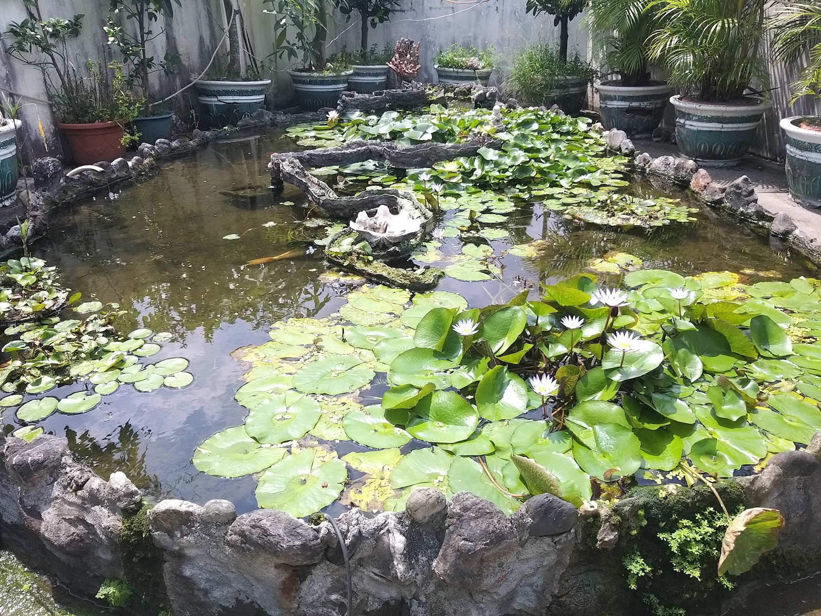 竹田附近蓮花池荷葉屏東景點