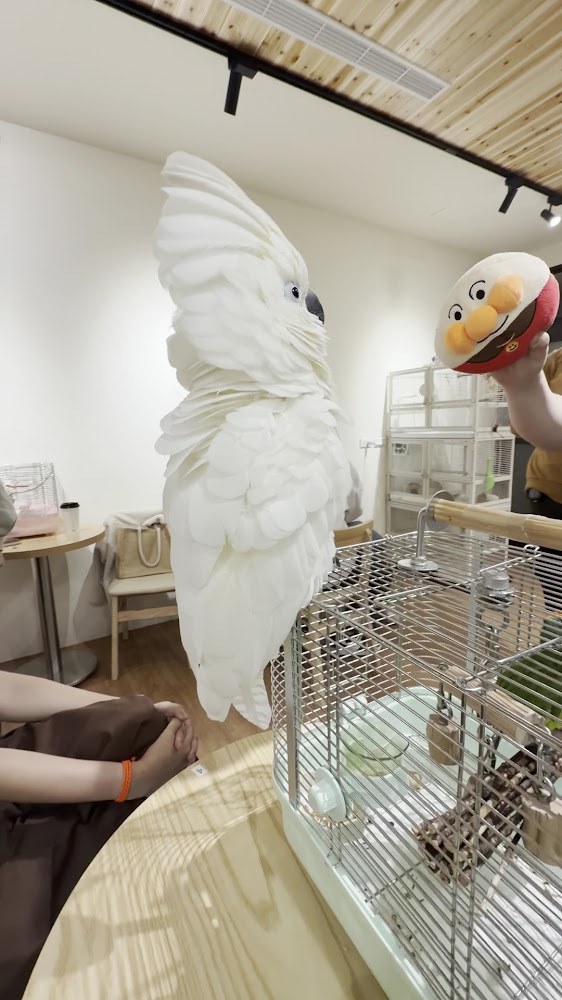 白色鸚鵡展翅與遊客互動