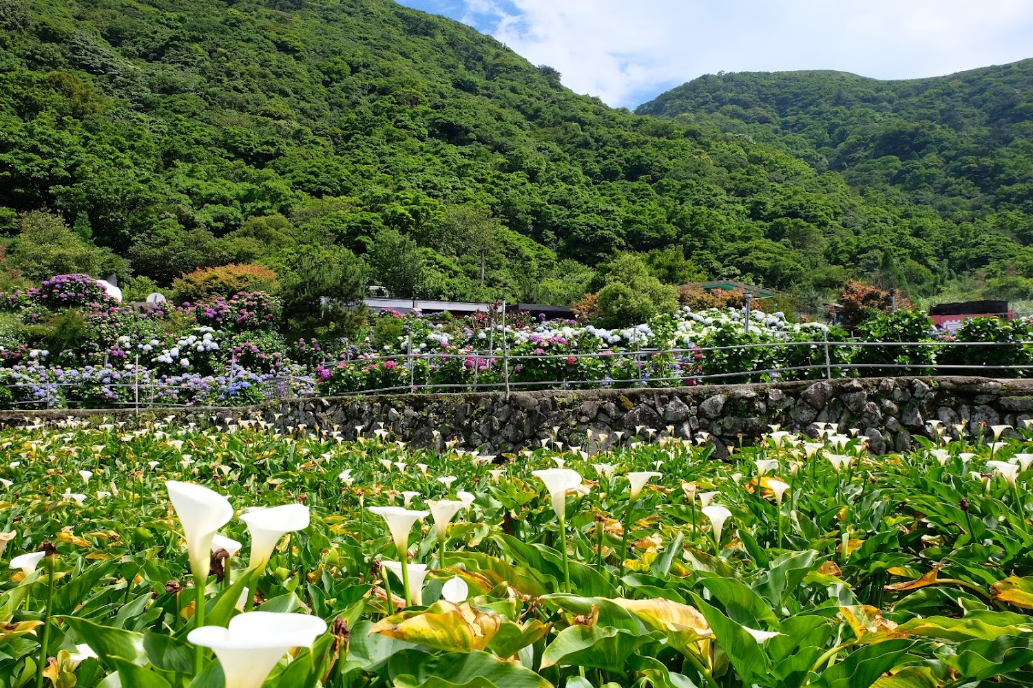 白色海芋花田後方有彩色繡球花與山丘