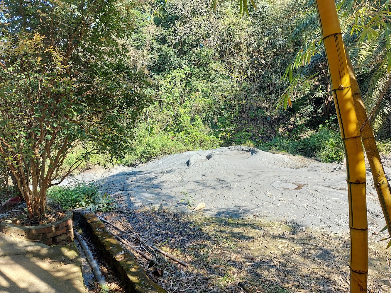 大片灰色泥漿地與一旁綠樹竹林