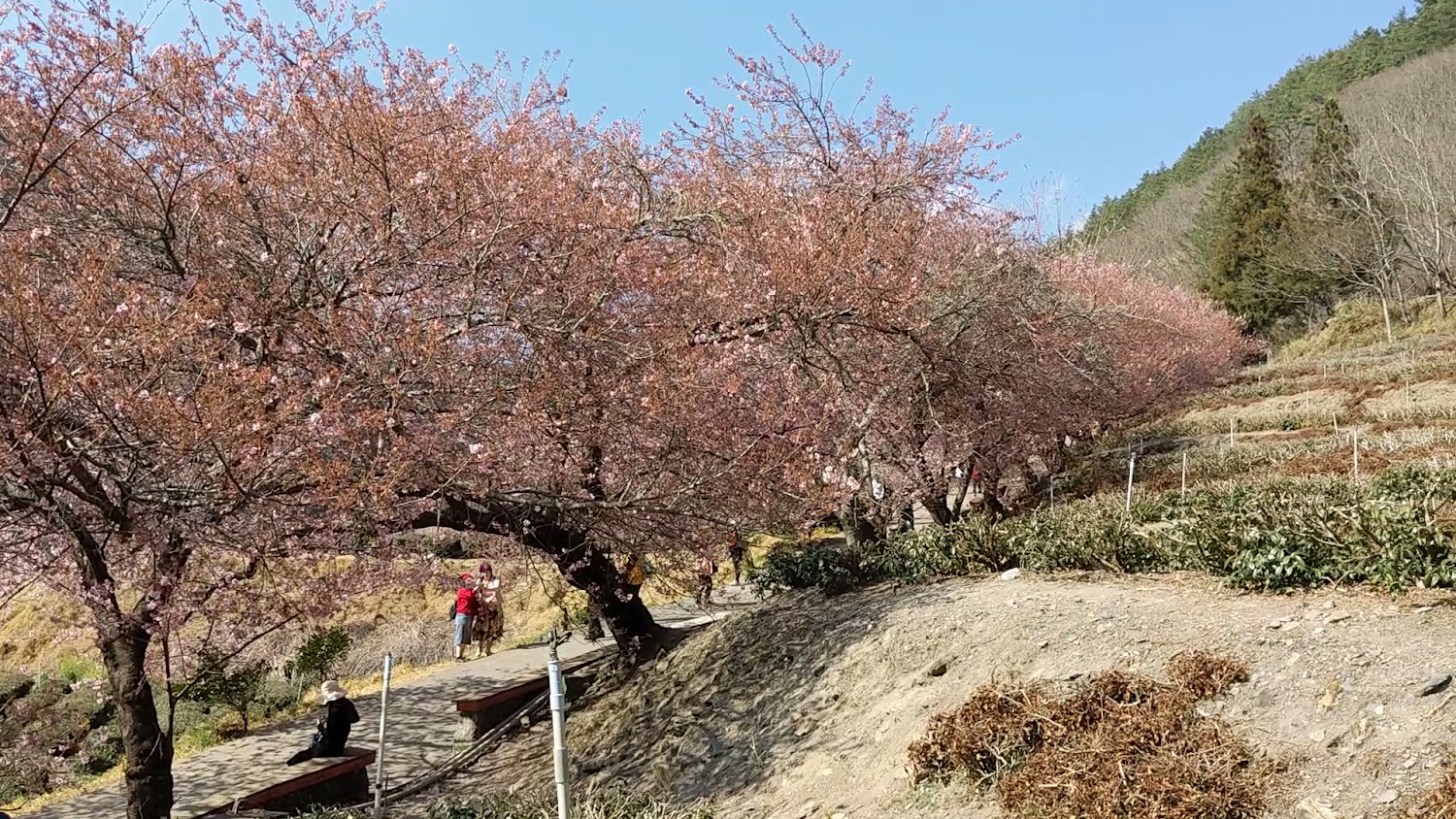 櫻花步道與遊客悠閒散步