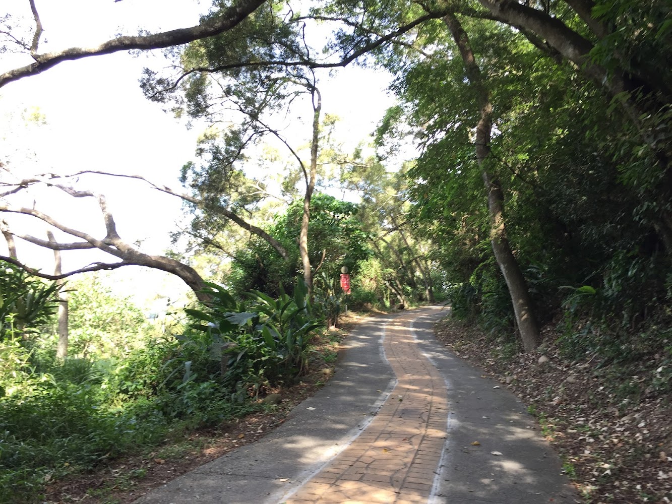 鄉間森林小徑與綠色植被